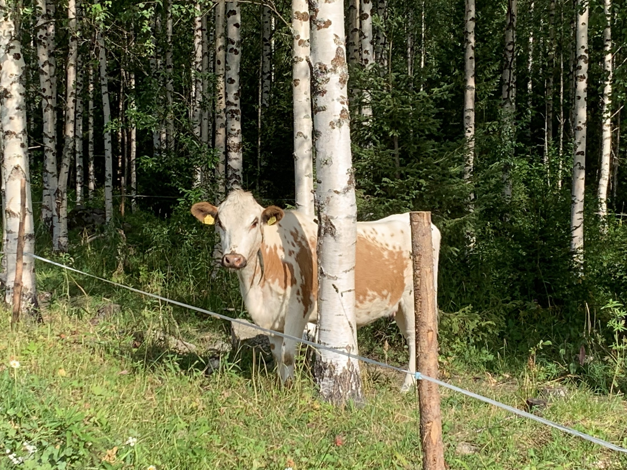 Luonnon monimuotoisuuteen tutustumista