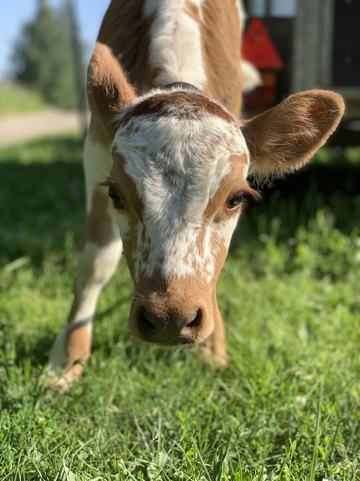 Ystävällisiä alkuperäisrotuja